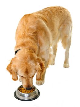 Golden retriever pet dog eating food from dish isolated on white background