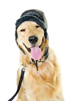 Funny golden retriever dog wearing winter hat  isolated on white background