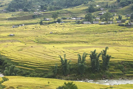 Rice terraces in the mountains in Sapa, Vietnam