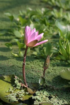 Waterlily flower