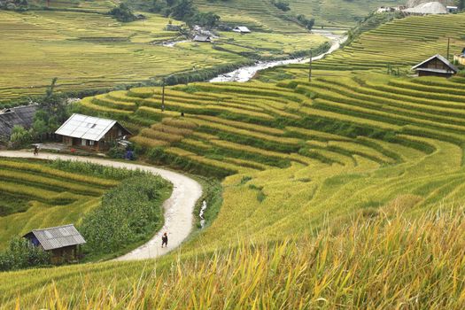 Rice terraces in the mountains in Sapa, Vietnam