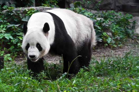 Big chinese panda in zoo park, China