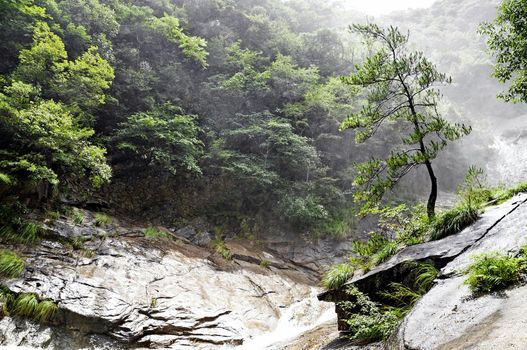 Alone chinese tree in foggy forest, China