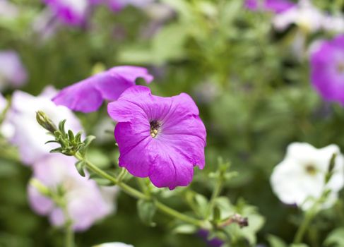 Beautiful purple petunia. Shallow depth of field.