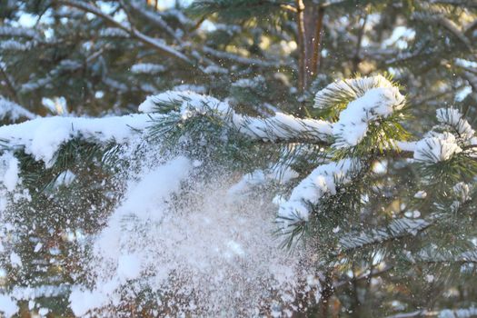 Pine needles covered with fluffy snow, macro with snowflakes visible