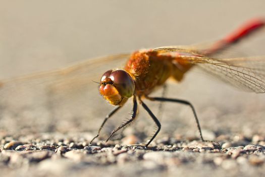 A dragonfly appearing like it is smiling with it's moth open and showing what looks like yellow teeth