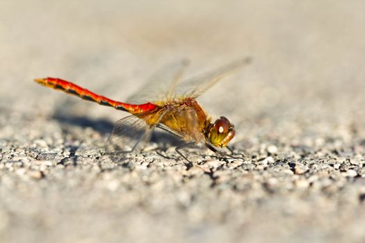 A dragonfly looking straight into the camera