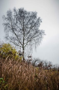 Lonely birch with dried grass, dark autumn time