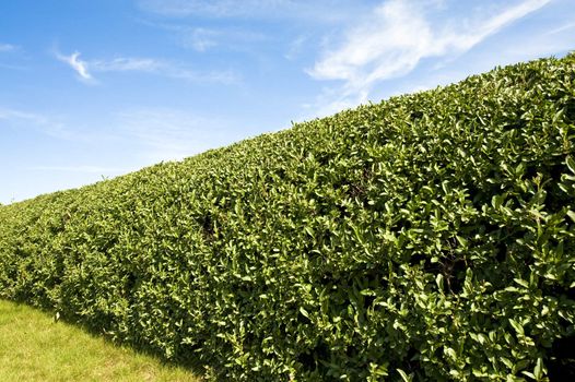 A formal hedge, like you would find in well groomed yard