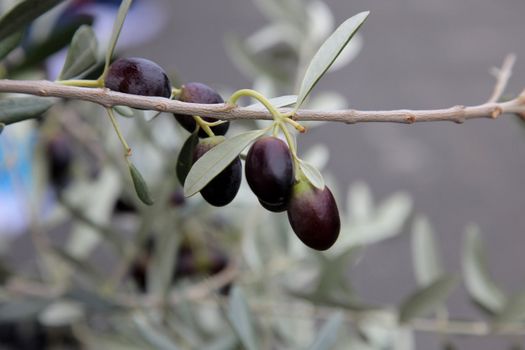 Branch of black olives