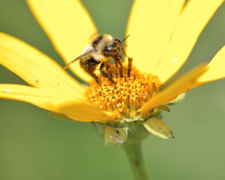 A bee collecting pollen perched on a flower.