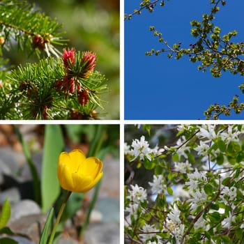Variety of spring blossoms and flowers in a garden