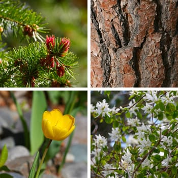 Combination image of garden blossoms and textures