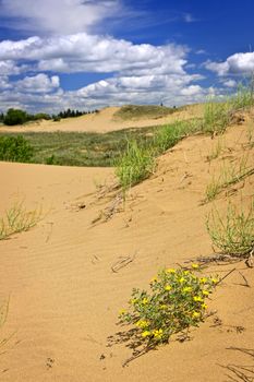 Landscape of Spirit Sands dunes in Spruce Woods Provincial Park, Manitoba, Canada
