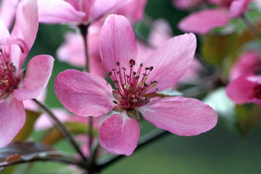 Close up of fruit flowers in the earliest springtime