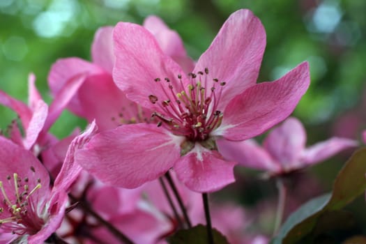 Close up of fruit flowers in the earliest springtime