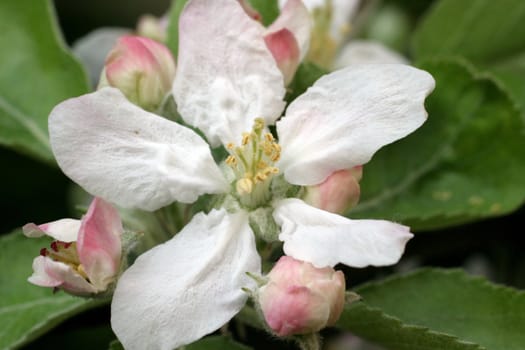 Close up of fruit flowers in the earliest springtime