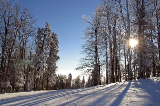 Winter landscape trees under snow
