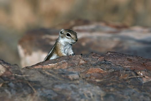 Cute Eastern Chipmunk (tamias striatus) on Grand Canyon, Nevada