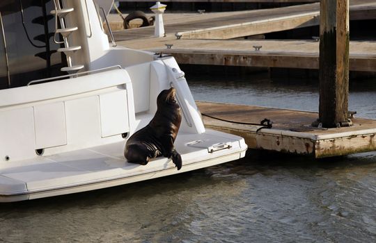 Sea Lion (Callorhinus ursinus) resting on yacht. San Francisco, California