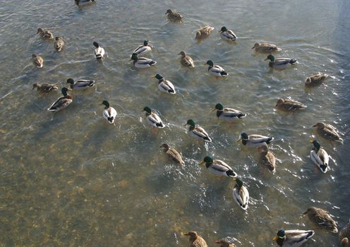 Wild ducks in water of nature lake