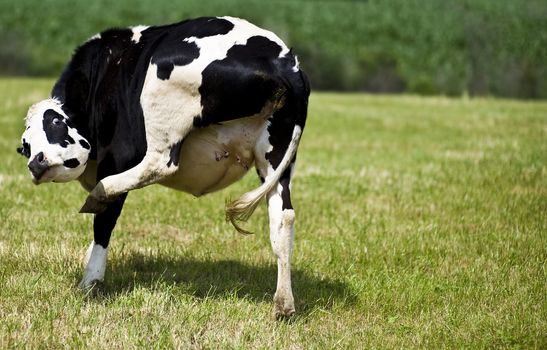A cow with gas or scratching and itch