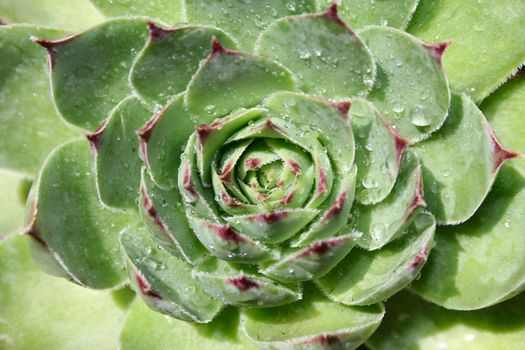 Succulent green plant with water drops on it