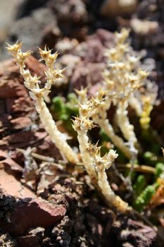 Small dried out succulent plants on rock formation