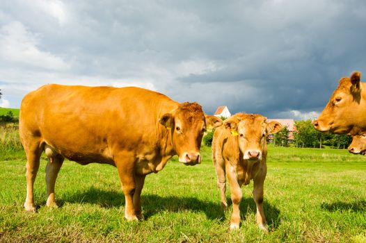 Limousine Cows standing on the meadow