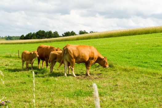 Limousine Cows standing on the meadow