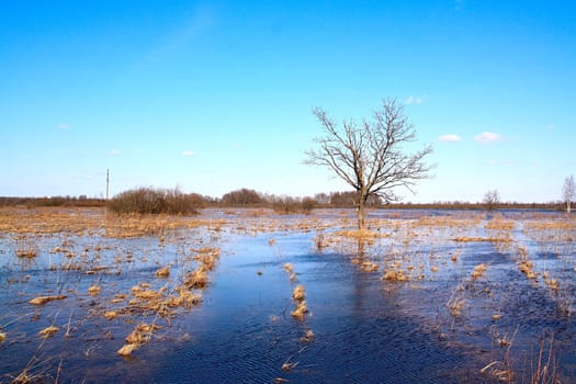 oak in water