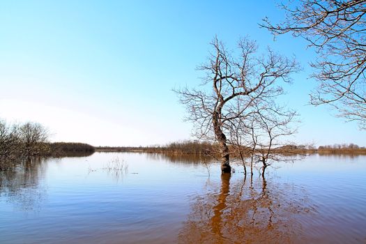 flood in oak wood