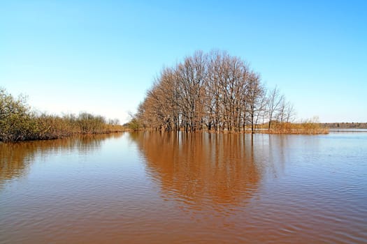 flood in oak wood