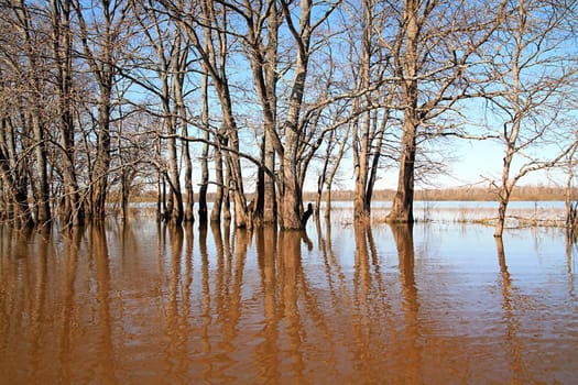 flood in oak wood