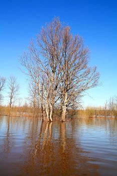 flood in oak wood