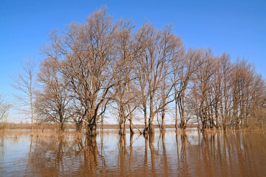 flood in oak wood