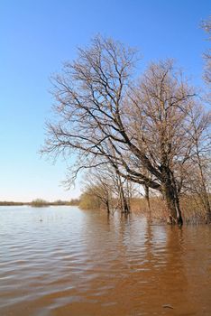 flood in oak wood