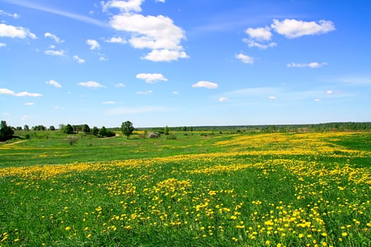 dandelions on field