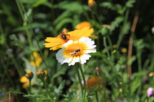 chrysanthemum