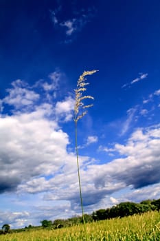 herb in field