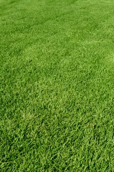 Photo of the beautiful green grass texture