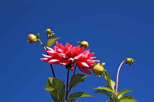 dahlia on background blue sky