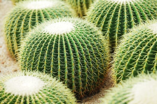 Cactus
