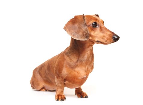 dachshund dog
