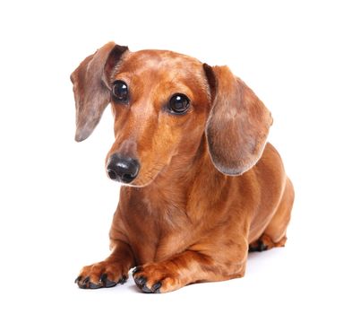 dachshund dog