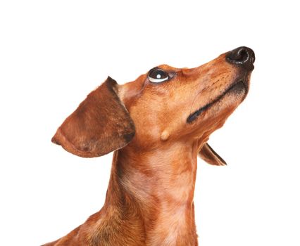 dachshund dog look up