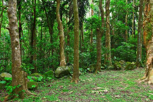 green forest