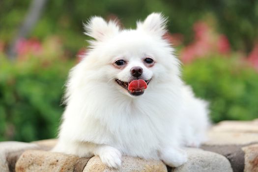white pomeranian dog