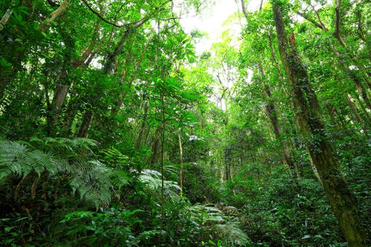green forest