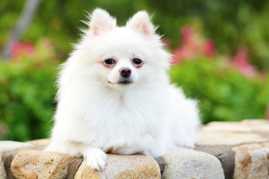 white pomeranian dog
